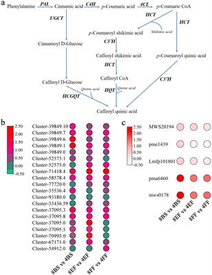 Transcriptome and metabolome profiling unveil the accumulation of chlorogenic acid in autooctoploid Gongju